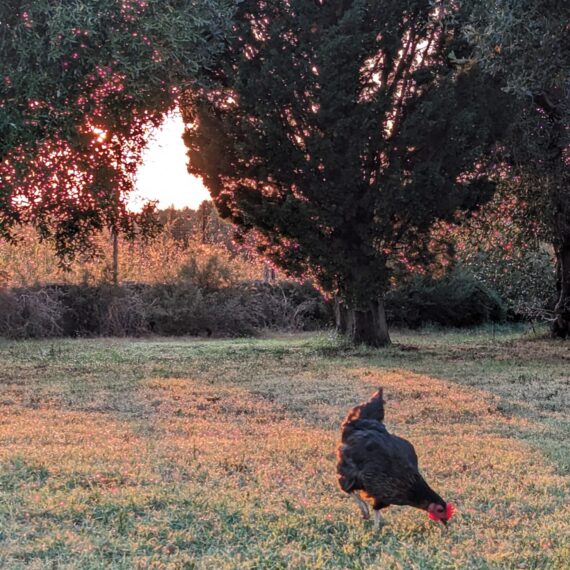 Francesca la gallina del mio cuore