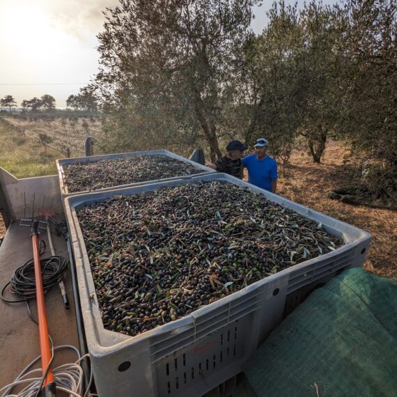 raccolta delle olive