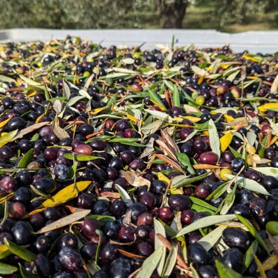 un carico di olive